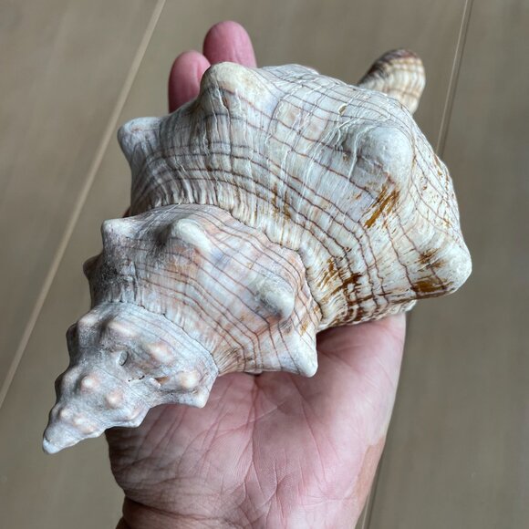 Florida State Shell Horse Conch, From Florida - Picture 8 of 10